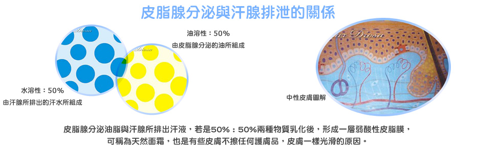 皮脂腺分泌油脂與汗腺所排出汗液,若是50% : 50%兩種物質乳化後,形成一層弱酸性皮脂膜,可稱為天然面霜,也是有些皮膚不擦任何護膚品,皮膚一樣光滑的原因。 皮脂腺分泌油脂與汗腺所排出汗液,若是50% : 50%兩種物質乳化後,形成一層弱酸性皮脂膜,可稱為天然面霜,也是有些皮膚不擦任何護膚品,皮膚一樣光滑的原因。