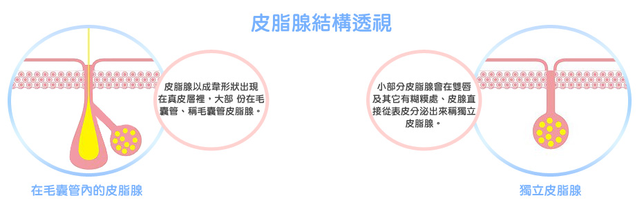 在毛囊管內的皮脂腺 - 皮脂腺以成韋形狀出現在真皮層裡,大部 份在毛囊管、稱毛囊管皮脂腺。獨立皮脂腺 - 小部分皮脂腺會在雙唇及其它有糊糢處、皮腺直接從表皮分泌出來稱獨立皮脂腺。 在毛囊管內的皮脂腺 - 皮脂腺以成韋形狀出現在真皮層裡,大部 份在毛囊管、稱毛囊管皮脂腺。獨立皮脂腺 - 小部分皮脂腺會在雙唇及其它有糊糢處、皮腺直接從表皮分泌出來稱獨立皮脂腺。