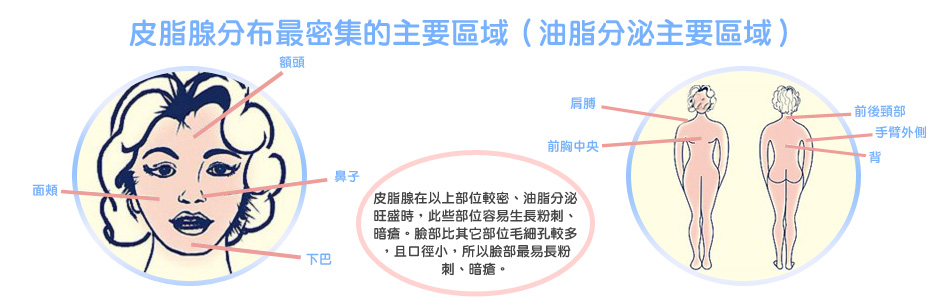 油脂分泌主要區域:額頭、面頰、鼻子、下巴、肩膀、頸部、背部中央、前胸中央。皮脂腺在以上部位較密、油脂分泌旺盛時,此些部位容易生長粉刺、暗瘡。 臉部比其它部位毛細孔較多,且口徑小,所以臉部最易長粉刺、暗瘡。 油脂分泌主要區域:額頭、面頰、鼻子、下巴、肩膀、頸部、背部中央、前胸中央。皮脂腺在以上部位較密、油脂分泌旺盛時,此些部位容易生長粉刺、暗瘡。 臉部比其它部位毛細孔較多,且口徑小,所以臉部最易長粉刺、暗瘡。