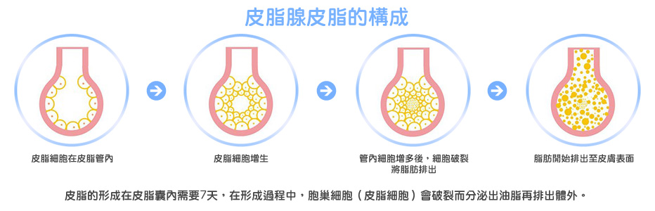 皮脂細胞在皮脂管內 - 皮脂細胞增生 - 管內細胞增多後,細胞破裂 將脂肪排出 - 脂肪開始排出至皮膚表面。皮脂的形成在皮脂囊內需要7天,在形成過程中,胞巢細胞(皮脂細胞)會破裂而分泌出油脂再排出體外。 皮脂細胞在皮脂管內 - 皮脂細胞增生 - 管內細胞增多後,細胞破裂 將脂肪排出 - 脂肪開始排出至皮膚表面。皮脂的形成在皮脂囊內需要7天,在形成過程中,胞巢細胞(皮脂細胞)會破裂而分泌出油脂再排出體外。